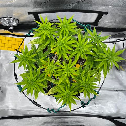 Gelato [Photo] A1 growlog timeline photo