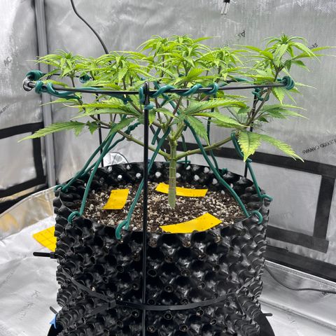 Gelato [Photo] A1 growlog timeline photo