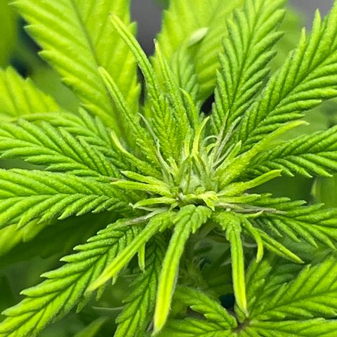 Gelato [Photo] A1 growlog timeline photo