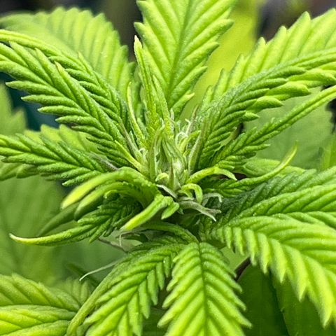 Gelato [Photo] A1 growlog timeline photo