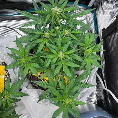 Bruce Banner #3 [Auto] (A.G. - 01) growlog timeline photo