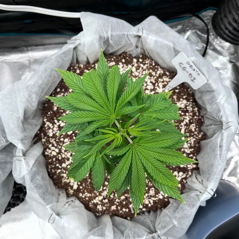 Gelato [Photo] (C.G. - 01) growlog timeline photo