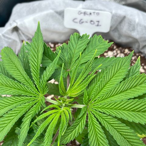 Gelato [Photo] (C.G. - 01) growlog timeline photo