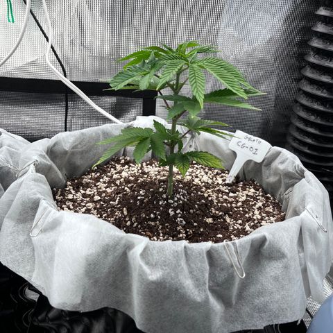 Gelato [Photo] (C.G. - 01) growlog timeline photo