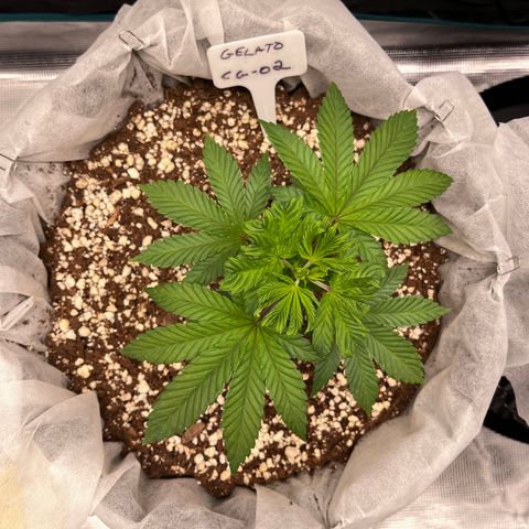 Gelato [Photo] (C.G. - 02) growlog timeline photo