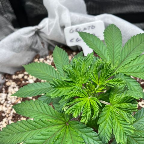 Gelato [Photo] (C.G. - 02) growlog timeline photo