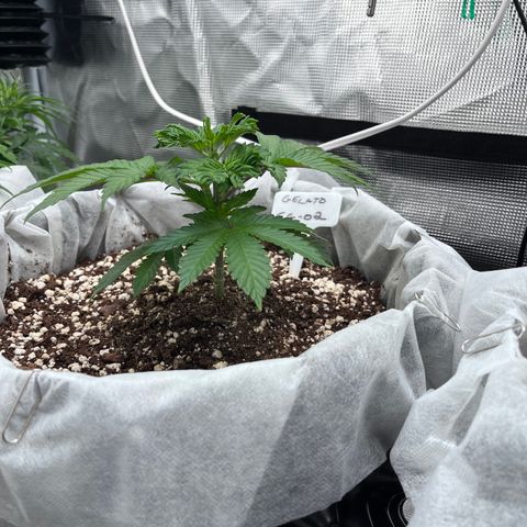 Gelato [Photo] (C.G. - 02) growlog timeline photo