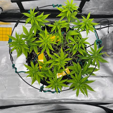 Gelato [Photo] A1 growlog timeline photo