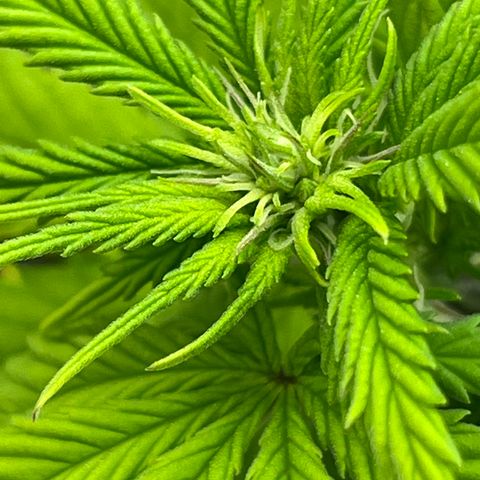 Gelato [Photo] A1 growlog timeline photo