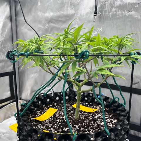 Gelato [Photo] A1 growlog timeline photo