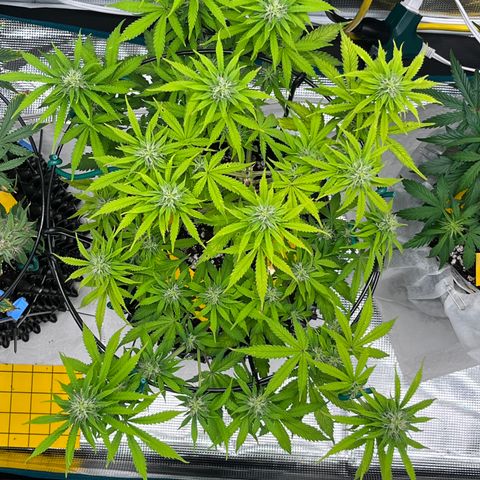 Master Yoda [Auto] #2 growlog timeline photo