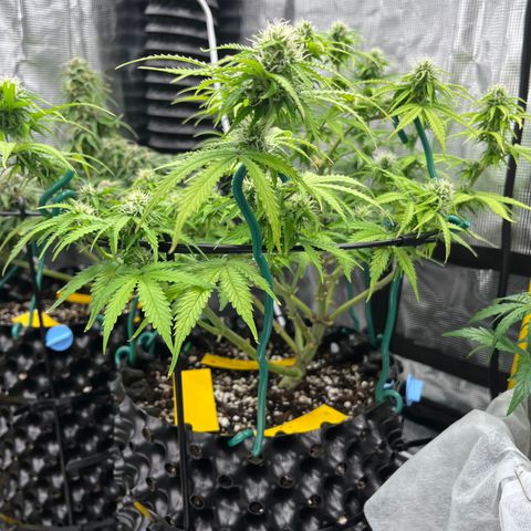 Master Yoda [Auto] #2 growlog timeline photo