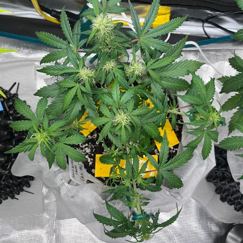 Bruce Banner #3 [Auto] (A.G. - 01) growlog timeline photo