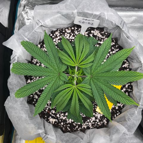 Gelato [Photo] (C.G. - 01) growlog timeline photo