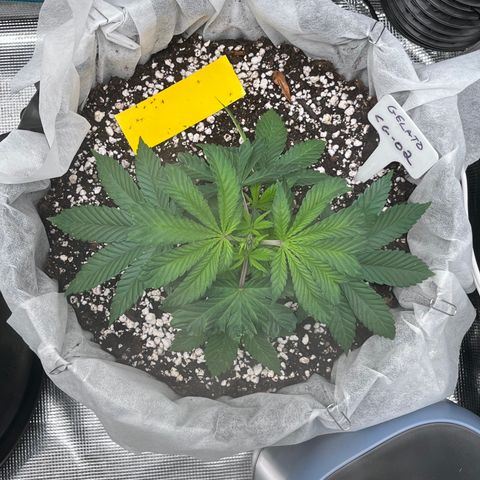 Gelato [Photo] (C.G. - 02) growlog timeline photo