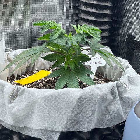Gelato [Photo] (C.G. - 02) growlog timeline photo