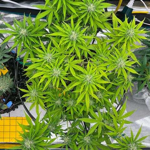 Master Yoda [Auto] #2 growlog timeline photo