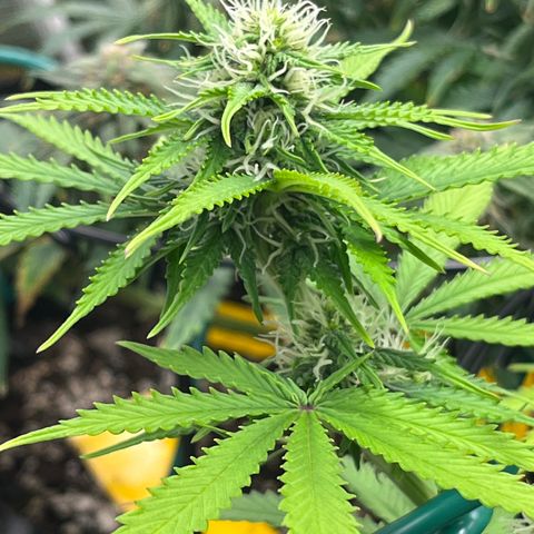 Master Yoda [Auto] #2 growlog timeline photo