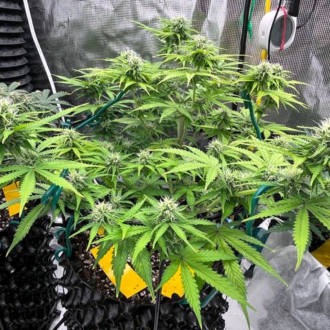 Master Yoda [Auto] #2 growlog timeline photo
