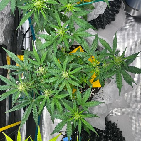 Bruce Banner #3 [Auto] (A.G. - 01) growlog timeline photo