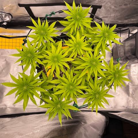 Gelato [Photo] A1 growlog timeline photo