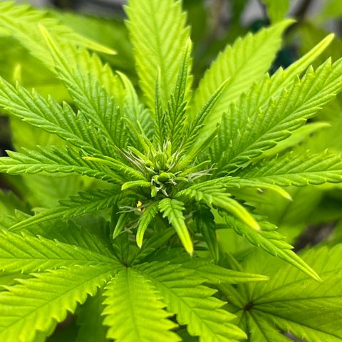Gelato [Photo] A1 growlog timeline photo