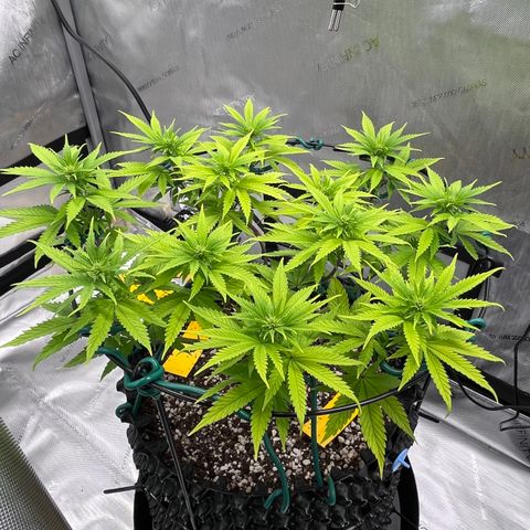 Gelato [Photo] A1 growlog timeline photo