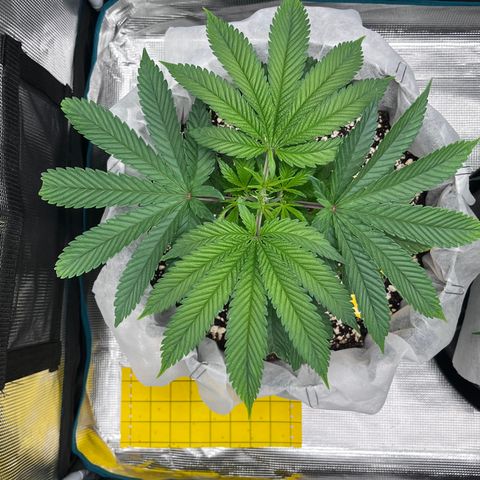 Gelato [Photo] (C.G. - 01) growlog timeline photo