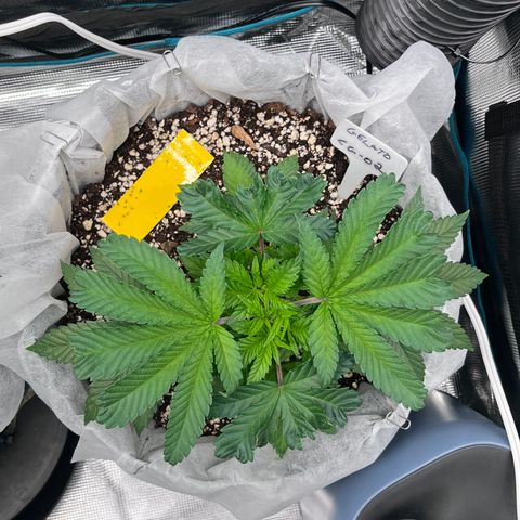 Gelato [Photo] (C.G. - 02) growlog timeline photo