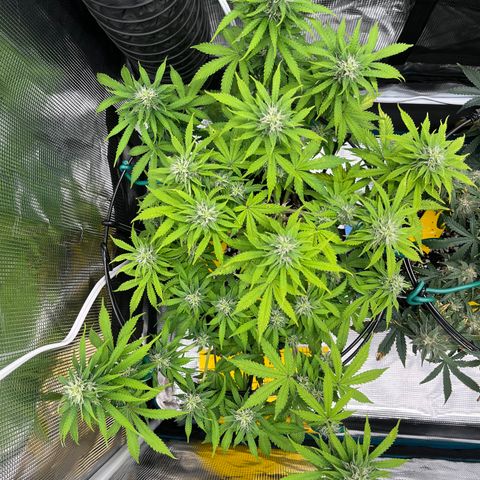 Master Yoda [Auto] #2 growlog timeline photo