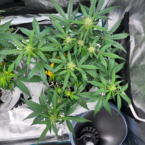 Bruce Banner #3 [Auto] (A.G. - 01) growlog timeline photo