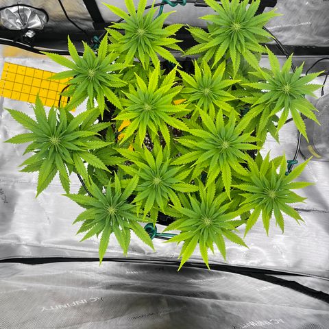 Gelato [Photo] A1 growlog timeline photo