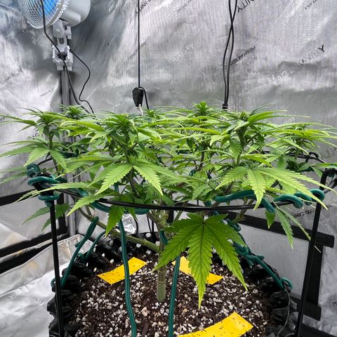 Gelato [Photo] A1 growlog timeline photo