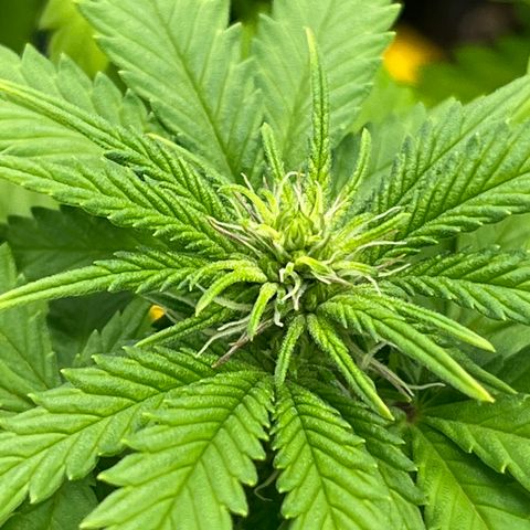 Gelato [Photo] A1 growlog timeline photo