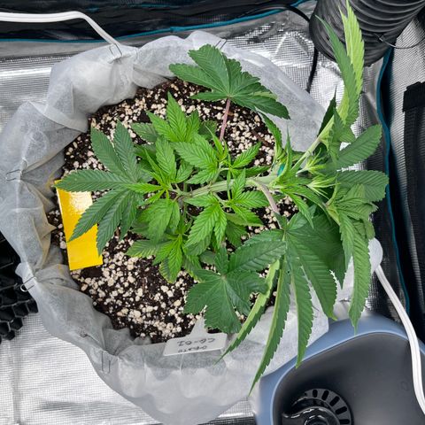 Gelato [Photo] (C.G. - 01) growlog timeline photo