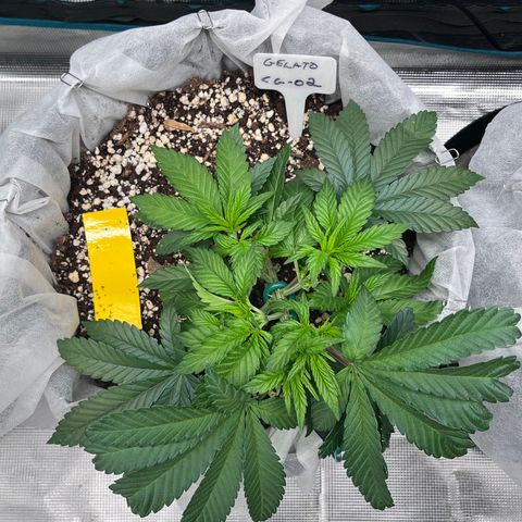 Gelato [Photo] (C.G. - 02) growlog timeline photo