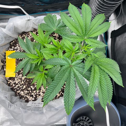 Gelato [Photo] (C.G. - 01) growlog timeline photo