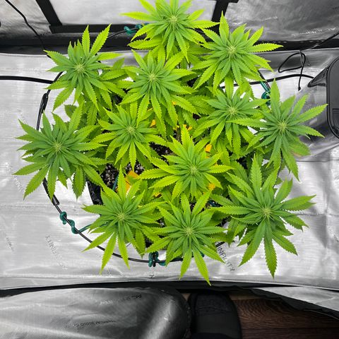 Gelato [Photo] A1 growlog timeline photo