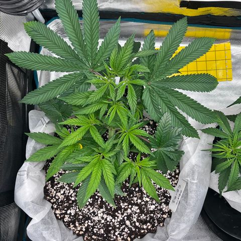 Gelato [Photo] (C.G. - 01) growlog timeline photo