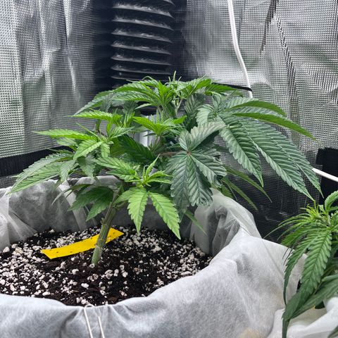 Gelato [Photo] (C.G. - 01) growlog timeline photo