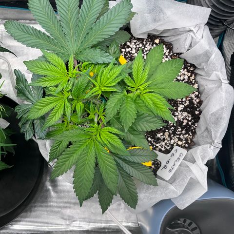 Gelato [Photo] (C.G. - 02) growlog timeline photo