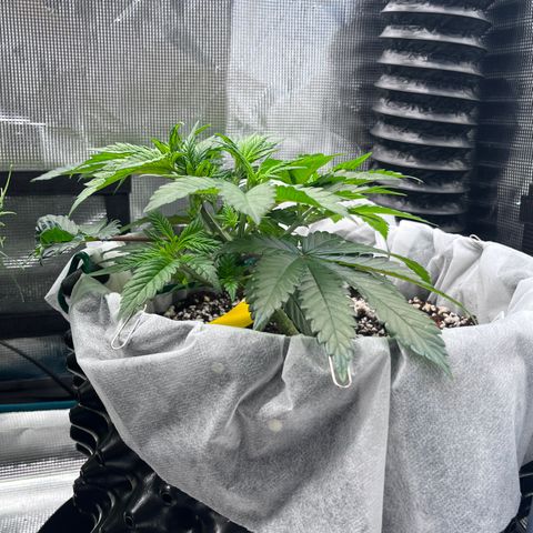 Gelato [Photo] (C.G. - 02) growlog timeline photo