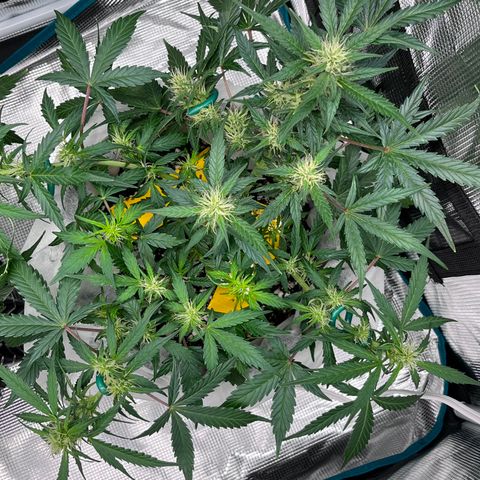 Bruce Banner #3 [Auto] (A.G. - 01) growlog timeline photo