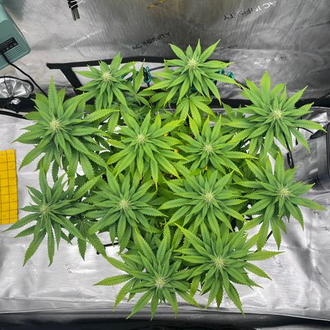 Gelato [Photo] A1 growlog timeline photo