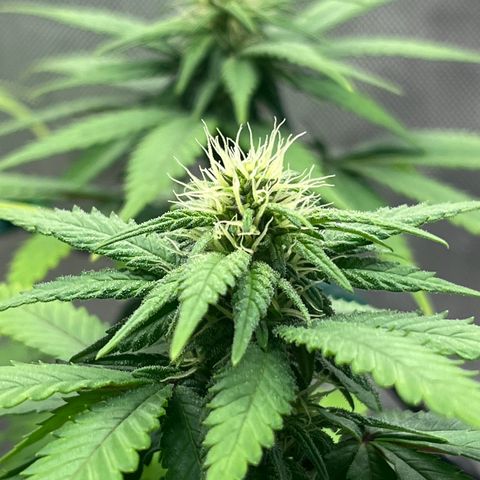 Gelato [Photo] A1 growlog timeline photo