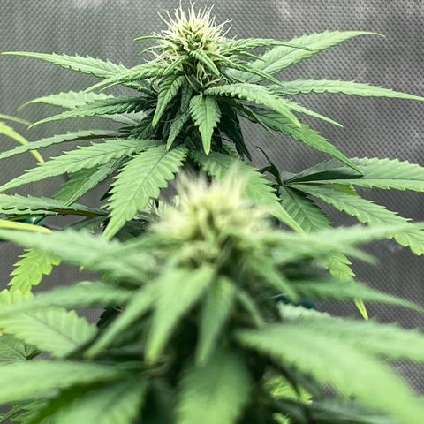 Gelato [Photo] A1 growlog timeline photo