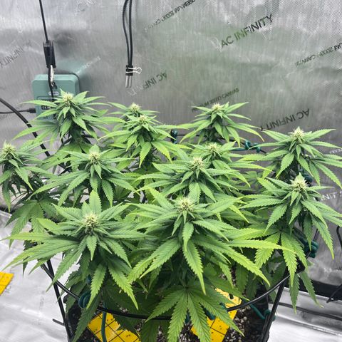 Gelato [Photo] A1 growlog timeline photo