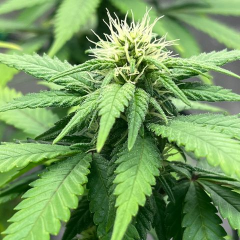 Gelato [Photo] A1 growlog timeline photo