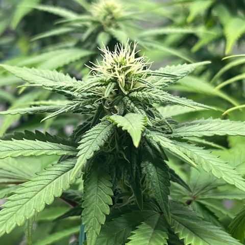 Gelato [Photo] A1 growlog timeline photo