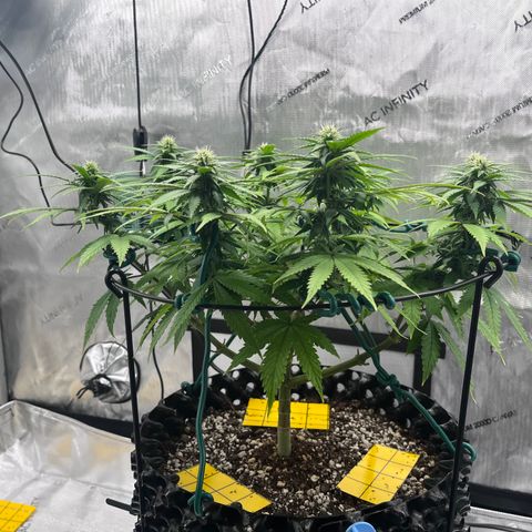 Gelato [Photo] A1 growlog timeline photo